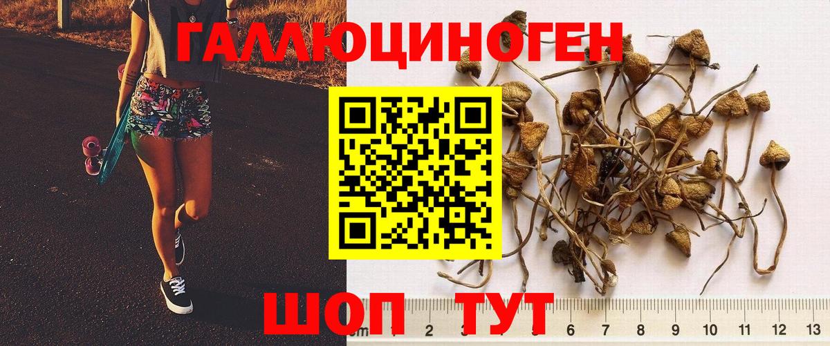 Галлюциногенные грибы Psilocybine cubensis Новочебоксарск